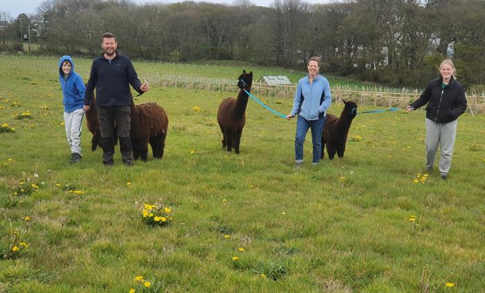 Alpaca Walking at Sweet Home Alpaca